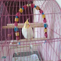 فروش عروس هلندی
