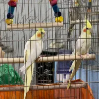 عروس هلندی