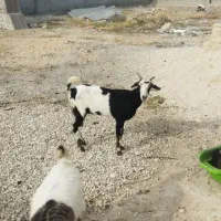 کهره بز دو قلو