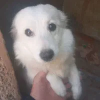 سگ پاکوتاه گمشده