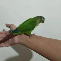 گرینچیک نر اهلی و آماده آماده