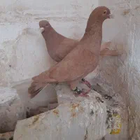 کبوتر|پرنده|اسفراین, |دیوار