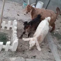 بزغاله