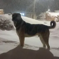 سگ سرابی