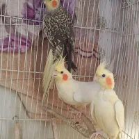 عروس هلندی