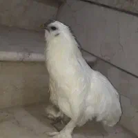 خروس ابریشمی