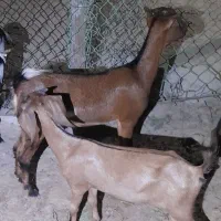 گیسه ماده جفت باهم