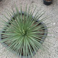 آگاو گرولایت