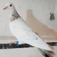 کبوتر ماده