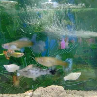 آکواریوم با وسایل