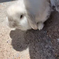 خرگوش لوپ بامزه و باهوش