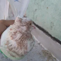 کفتر پرشی