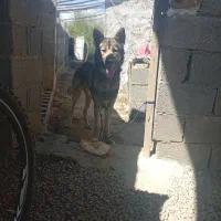 واگذاری سگ نر یک ساله  دوست داشتین اجتماعی