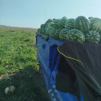 هندوانه‌آناناسی‌و‌خطی