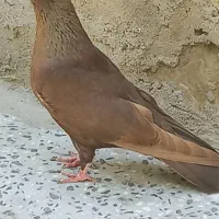فیلی ماده و ساری قجله ماده