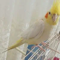 فروش پرنده