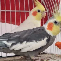 پرنده
