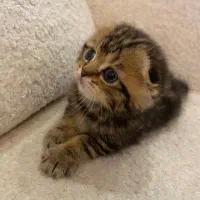 بچه گربه ۲ ماهه