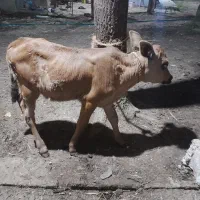 گوساله ماده دورگ