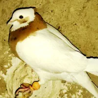 کفتر کبوتر پرنده
