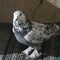 کفتر|پرنده|علیآباد کتول, |دیوار