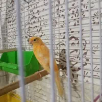 قناری با قفس