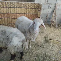 بز و توشتیر