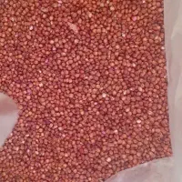 ذرت علوفه ای