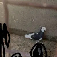 کجکله طوقی کاکلی نر مست خوشتیپ