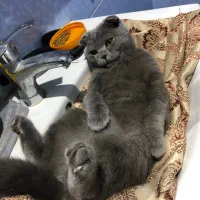 گربه اسکاتیش اصیل