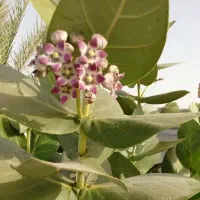 استبرق عصاره گیاهی فوق قدرتمند استبرق