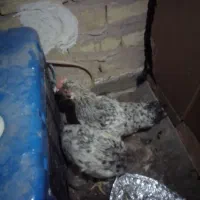 یک جفت مرغ و خروس