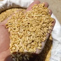 گندم دیم|خوردنی و آشامیدنی|خرمدره, |دیوار