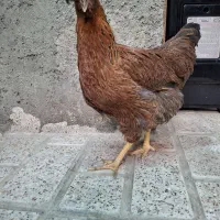 مرغ