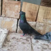 زاغ و سبز ابادانی