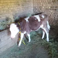 گوساله