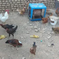 م خ|حیوانات مزرعه|تربت جام, معدآباد|دیوار