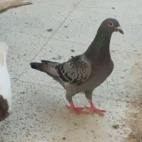 کبوتر