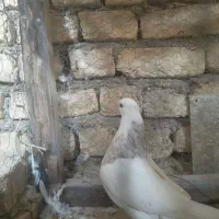 طوقی