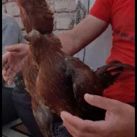 جوجه خروس لاری