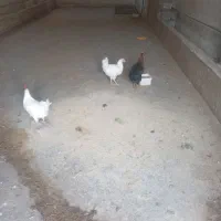 خروس و مرغ