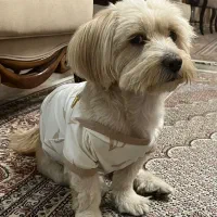 گمشده