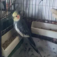 5میلیون|پرنده|تهران, آشتیانی|دیوار