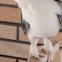 کبوتر ساتن
