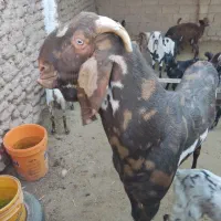 فروش نر بز پنجاب ناگرا دو رون به دلیل هم خونی