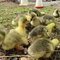 جوجه غاز|لوازم جانبی حیوانات|رشت, توشیبا|دیوار