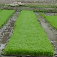 نشا چلتوک سینی