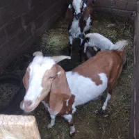 بز پاکستانی شیرا