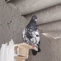 فروش کبوتر کله سیاه