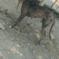واگذاری گیریدین نر  رگه خونی بالا